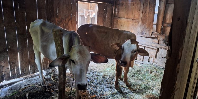 Polres Karanganyar Sidik Tersangka Kasus Dugaan Korupsi Hibah Sapi Pemerintah