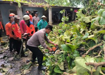 Akses Jalan Sempat Tertutup, Polisi dan Warga Evakuasi Pohon Tumbang di Kebakkramat